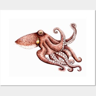 Octopus (Octopus vulgaris) Posters and Art